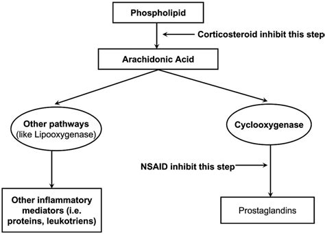 Mechanism Of Action Of Corticosteroids In Anaphylaxis Reaction - IMAGESEE