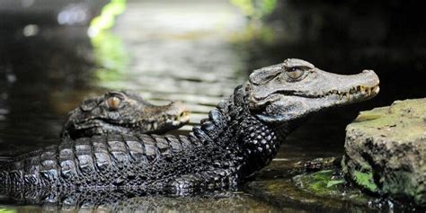 Meet the Dwarf Caiman! - SeaQuest