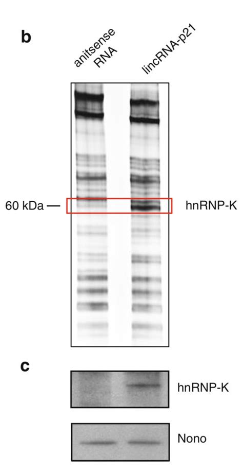 RNA pulldown – 武汉瑞兴生物科技有限公司