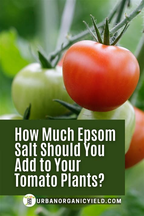 Epsom salt for tomatoes why is epsom good for tomato plants – Artofit