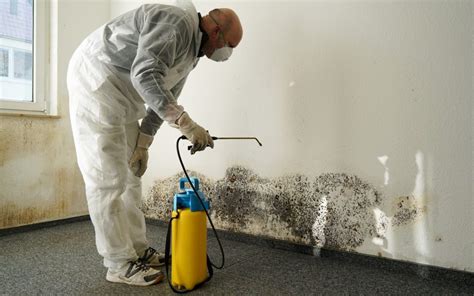 6 Things to Expect During the Mold Remediation Process