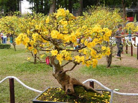 Traditional flower of South Viet Nam " Hoa Mai