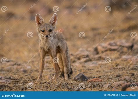 A Bold Indian Fox Pup Vulpes Bengalensis Stock Image - Image of ...