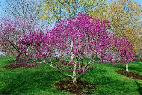 Texas Redbud – Austin Native Landscaping