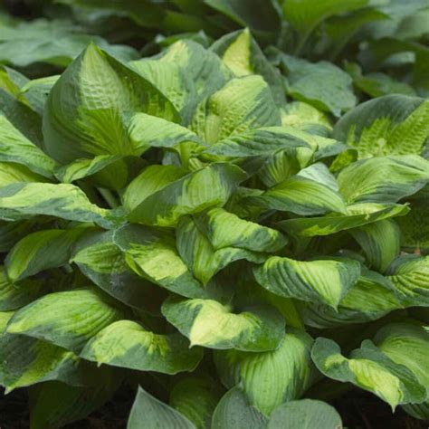 Hosta 'captain Kirk' Dark Green Margins With Gold Centered Variegation Hosta Perennial Attracts ...