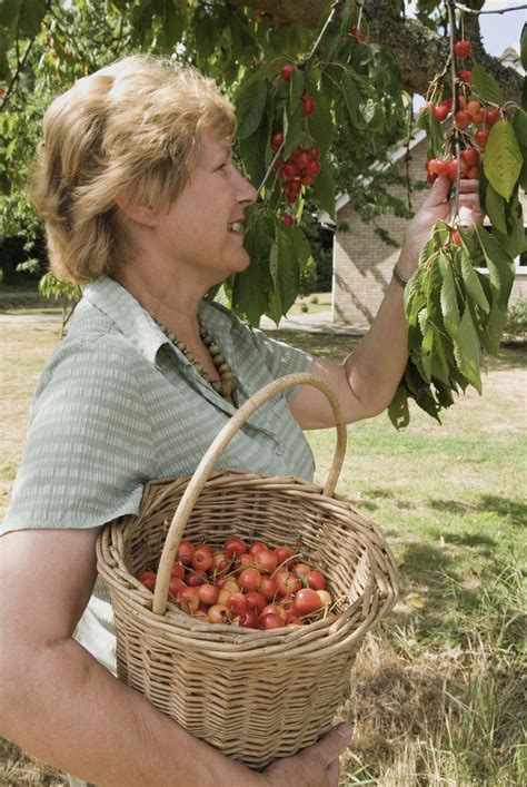 Cherry picking time | Photographers association, Photographer, Michael