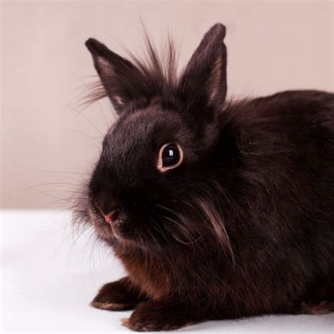 Names For Black Rabbits - 436 Black Bunny Names.