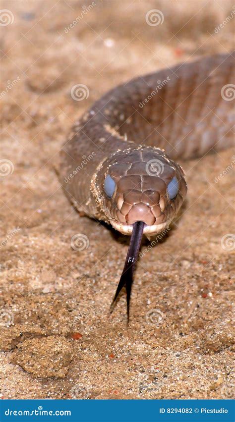 Common rat-snake stock photo. Image of serpent, food, feeding - 8294082