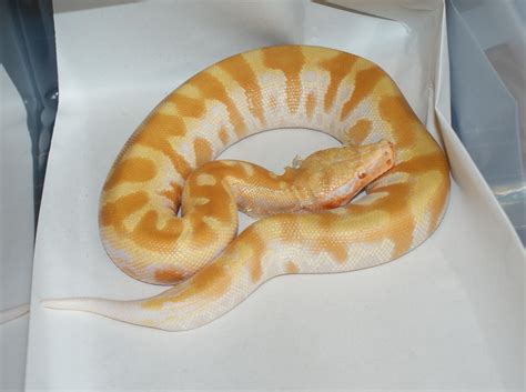 SE England - Outstanding Blood Python Morphs | Reptile Forums