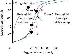 At rest: pH and temperature of the blood are normal, PO2 of venous ...