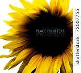 Sunflower On Black Free Stock Photo - Public Domain Pictures