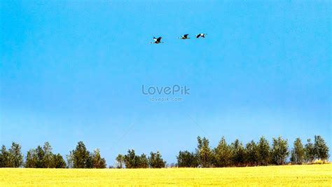 Bird Migration Picture And HD Photos | Free Download On Lovepik