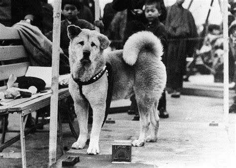 Akita | Dog, Description, Temperament, & Facts | Britannica