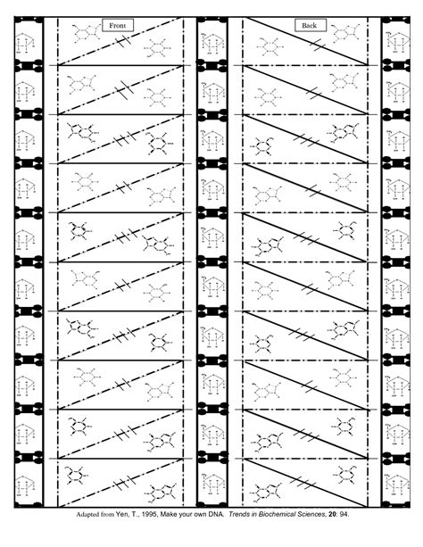 Printable Paper Dna Model Template - Get What You Need