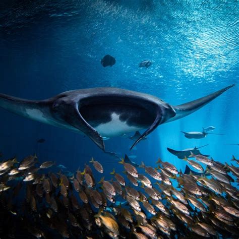 Manta Ray - Georgia Aquarium