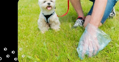 Dog Poo Disposal | Whitehorse City Council