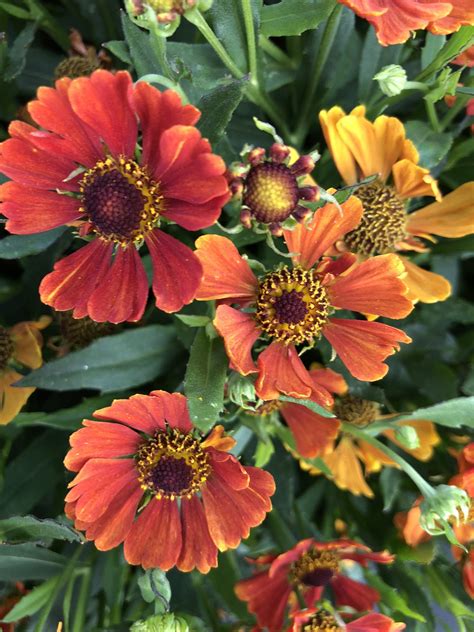 Helenium — ThinkPlants