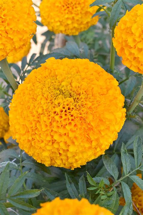 Tips for Growing African Marigolds | Gardener’s Path