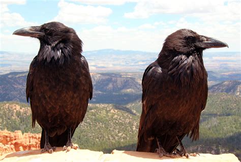 Ravens of Odin: Huginn and Muninn | Odin's ravens, Raven, Pagan gods