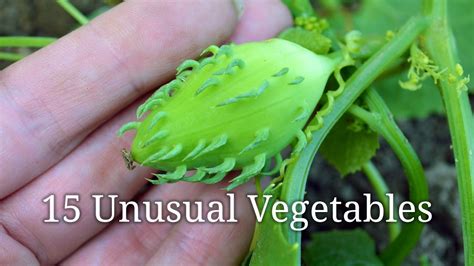 15 Unusual Vegetables & Edibles - YouTube