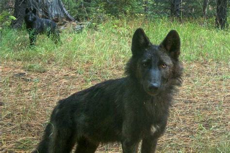 Oregon Confirms New Wolf Pack in Northern Cascades | GearJunkie