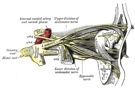 [Figure, Cranial Nerves in the Orbit...] - StatPearls - NCBI Bookshelf