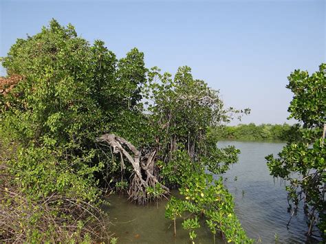 Indus River Delta-Arabian Sea Mangroves | One Earth