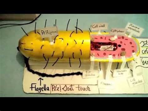 Bacterial Cell Model Project - YouTube | Cell model project, Cell model, Cells project