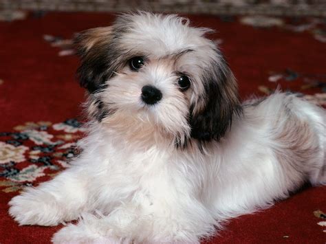 All List Of Different Dogs Breeds: Havanese Dog