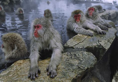 Japanese Macaques, Honshu Island, Japan, 2003 | Japanese macaque, Japan, Japanese