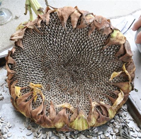 Dried sunflower head ready for harvest. | Harvesting sunflower seeds, Growing sunflowers, Dried ...