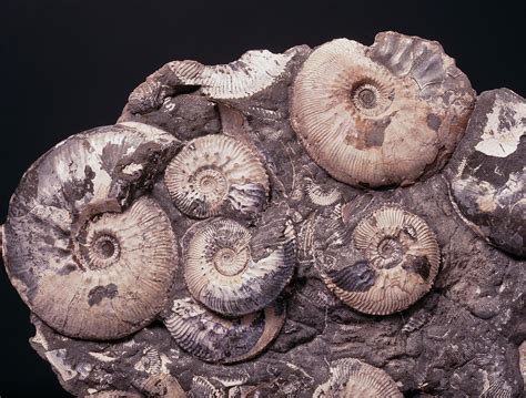 Ammonite Fossils Photograph by Martin Land/science Photo Library - Fine ...