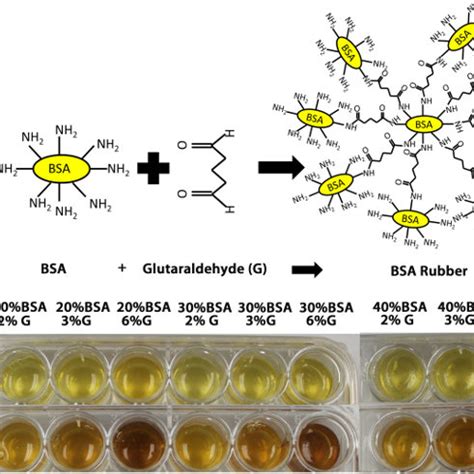 BSA rubber. (A) BSA rubber reaction. The glutaraldehyde crosslinks the ...