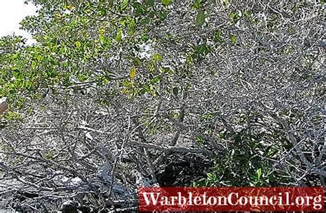 White mangrove: characteristics, habitat, taxonomy and uses - science ...