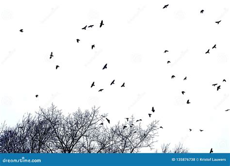 Silhouette of Flock of Crows in Flight Over Tree Tops , Isolated on White Stock Photo - Image of ...