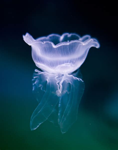 45 Magnificent Examples of Jellyfish Photography | Naldz Graphics