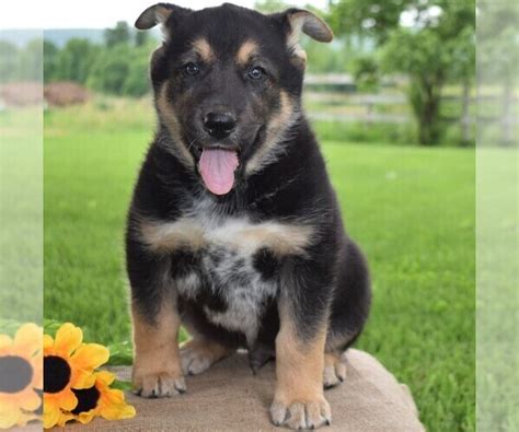 View Ad: Australian Cattle Dog-German Shepherd Dog Mix Puppy for Sale near Pennsylvania ...