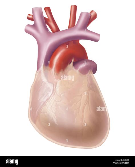 Human heart covered with pericardium Stock Photo - Alamy