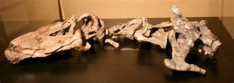 Louisville Fossils and Beyond: Apatosaurus Skull/Vertebrae Fossils