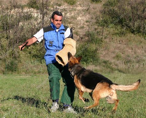 Training of police dog Stock Photo by ©cynoclub 2151936