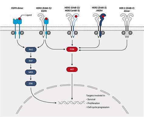 HER2 Signaling Antibodies | Rockland