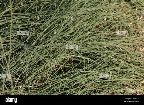 Ephedra sinica hi-res stock photography and images - Alamy