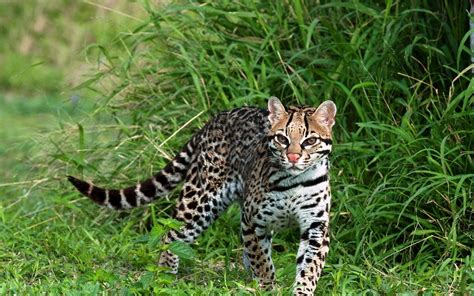 Ocelot Wallpapers - Wallpaper Cave