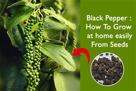 Black Pepper : How To Grow at home easily From Seeds | Plants Information