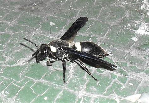 Black And White Wasp Identification