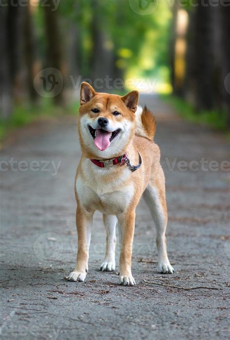 Shiba Inu Dog 13104350 Stock Photo at Vecteezy