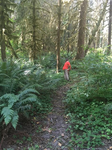 Pin by Sophia overhauser on Hoh rainforest camping 2017 | Rainforest ...