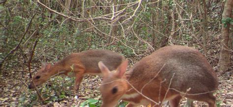 'Lost' Species Of Mouse-Deer Spotted In Vietnam After 30 Years | Gizmodo Australia