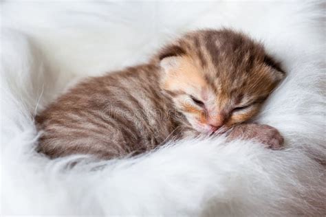 Newborn Sleeping Baby Cat Stock Image - Image: 27484991