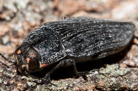 Bugs of Mackie: Metallic Wood-boring Beetle - Buprestis lyrata